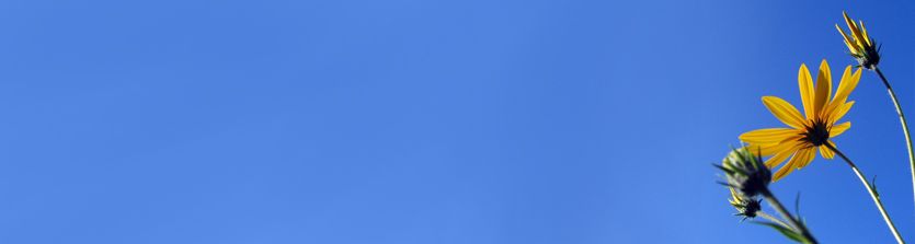 sunnybanner.jpg